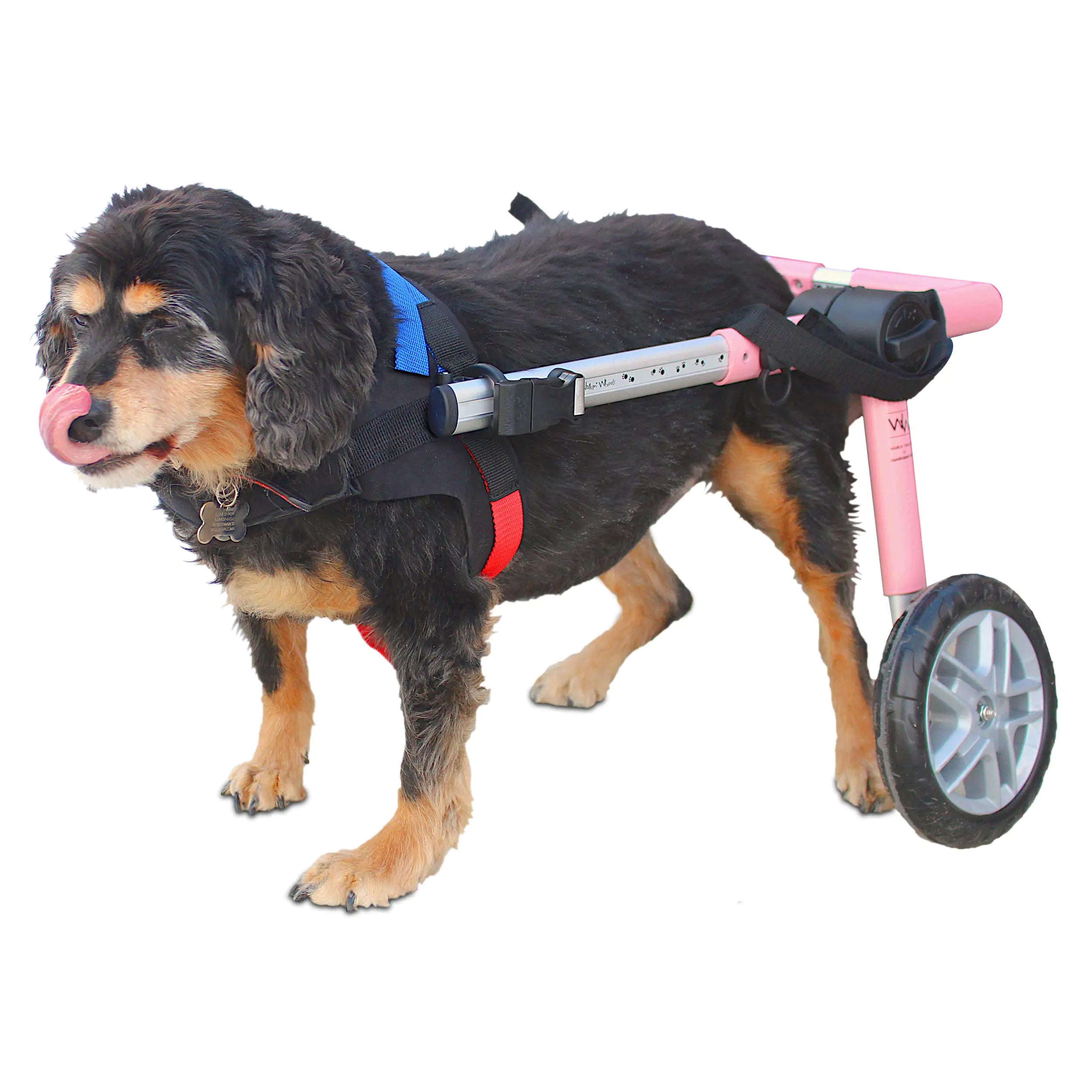 Walkin Wheels Dog Wheelchair - for Medium Dogs 26-49 lbs - Veterinarian Approved - Dog Wheelchair for Back Legs